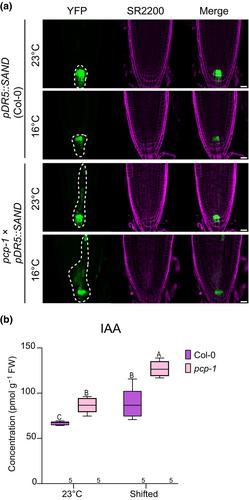 The Arabidopsis splicing factor PORCUPINE/SmE1 orchestrates temperature-dependent root development via auxin homeostasis maintenance