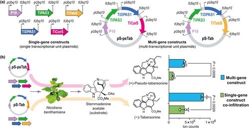 Streamlined screening platforms lead to the discovery of pachysiphine synthase from Tabernanthe iboga