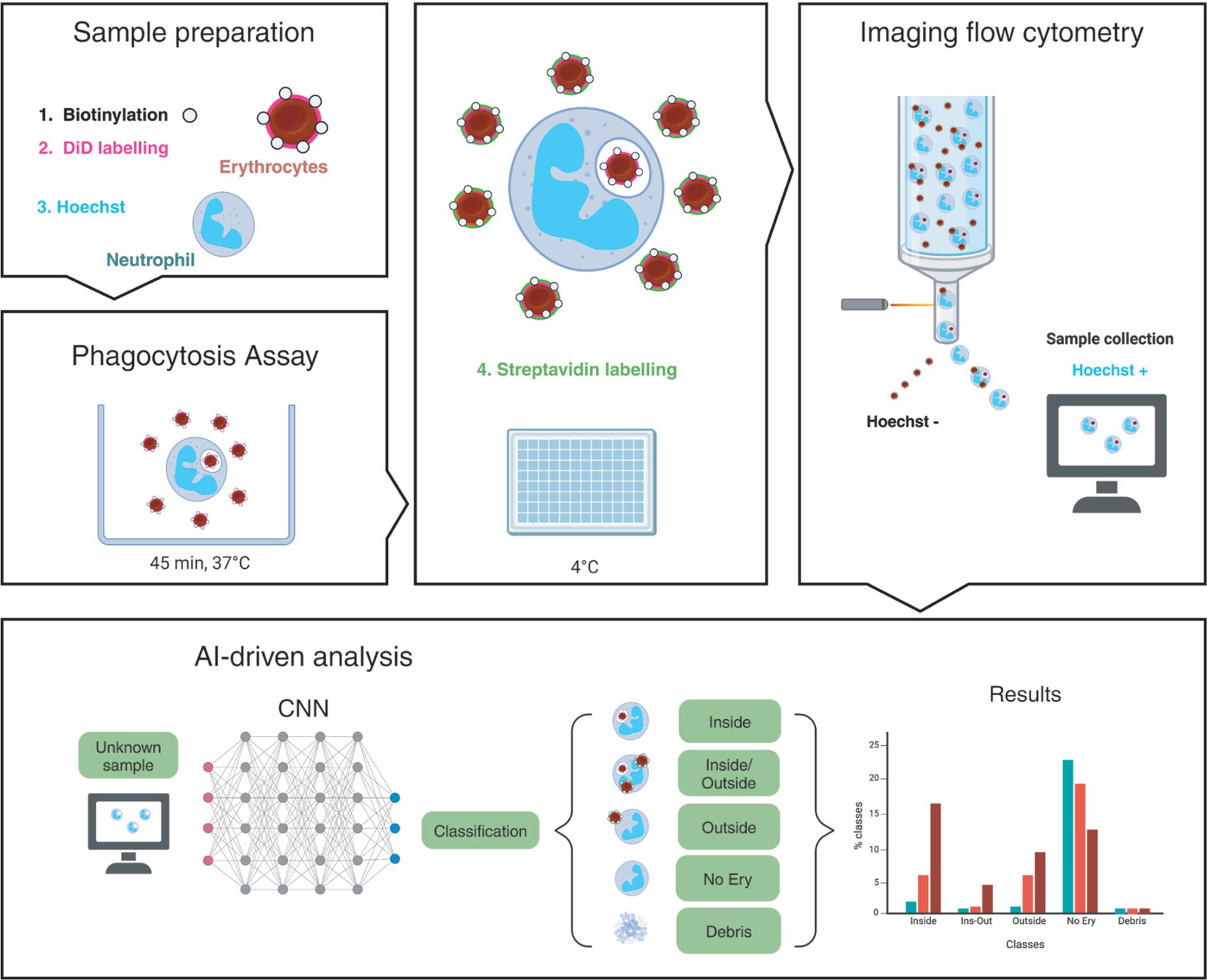 An AI-based imaging flow cytometry approach to study erythrophagocytosis