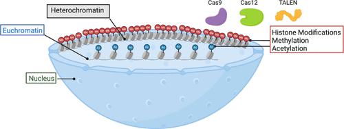 Impact of Chromatin Organization and Epigenetics on CRISPR-Cas and TALEN Genome Editing