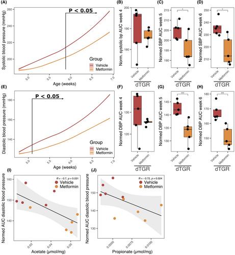 Metformin modulates microbiota and improves blood pressure and cardiac remodeling in a rat model of hypertension