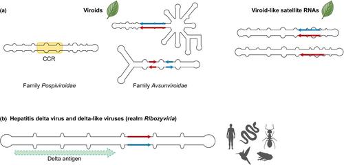 Viroid and viroid-like elements in plants and plant-associated microbiota: a new layer of biodiversity for plant holobionts