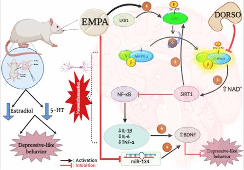 The Interplay between MiR-134/BDNF and LKB1/AMPK/SIRT1 Accentuates the Antidepressant Efficacy of Empagliflozin in Ovariectomized Rats