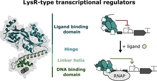 Fundamentals and Exceptions of the LysR-type Transcriptional Regulators