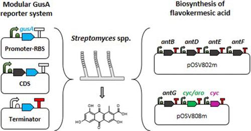 Modular Cloning Tools for Streptomyces spp. and Application to the De Novo Biosynthesis of Flavokermesic Acid