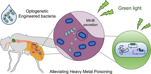 Implementing Optogenetic-Controlled Bacterial Systems in Drosophila melanogaster for Alleviation of Heavy Metal Poisoning