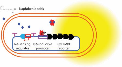 Construction of Whole Cell Bacterial Biosensors as an Alternative Environmental Monitoring Technology to Detect Naphthenic Acids in Oil Sands Process-Affected Water