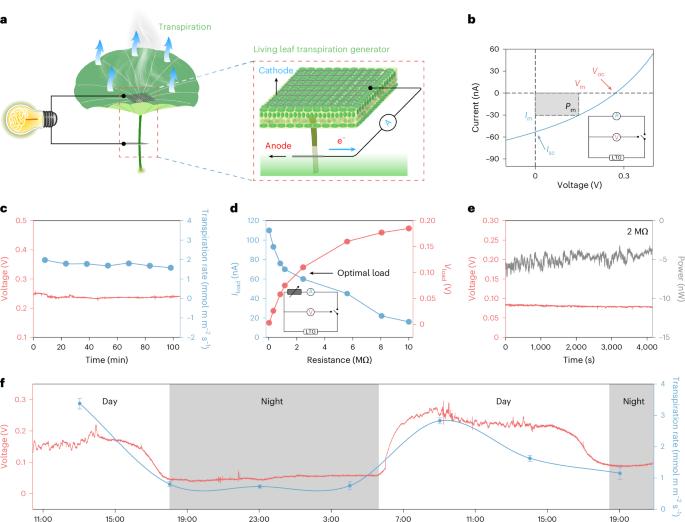 Hydrovoltaic electricity generation induced by living leaf transpiration