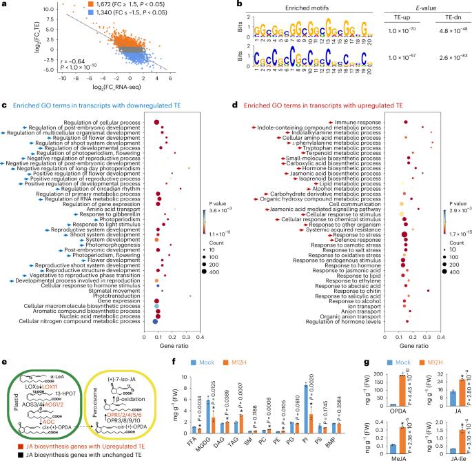 Dynamics of epitranscriptomes uncover translational reprogramming directed by ac4C in rice during pathogen infection