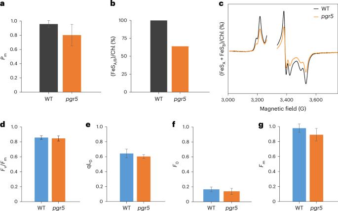 Differential FeS cluster photodamage plays a critical role in regulating excess electron flow through photosystem I