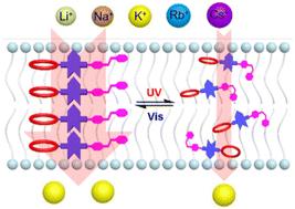 A light-regulated, exceptionally active and selective artificial potassium channel†