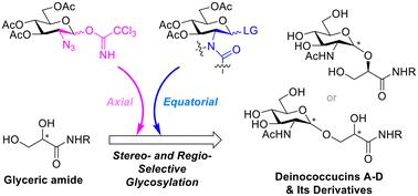 Total synthesis of deinococcucins A–D and their isomeric derivatives via stereo- and regio-selective glycosylation: the discovery of a novel anti-angiogenic agent†