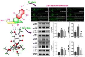 Herpotriquinones A and B, two dimeric naphthoquinone–epoxycyclohexenone adducts with anti-neuroinflammatory activity from the isopod-associated fungus Herpotrichia sp. SF09†