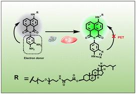 Engineering fluorescent NO probes for live-monitoring cellular inflammation and apoptosis†