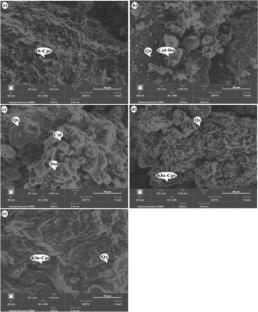 Recycling and optimization of poultry manure incineration ash as a source of phosphorus and balanced mineral fertilization