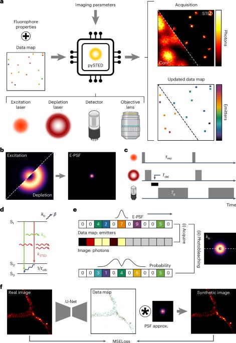 Development of AI-assisted microscopy frameworks through realistic simulation with pySTED