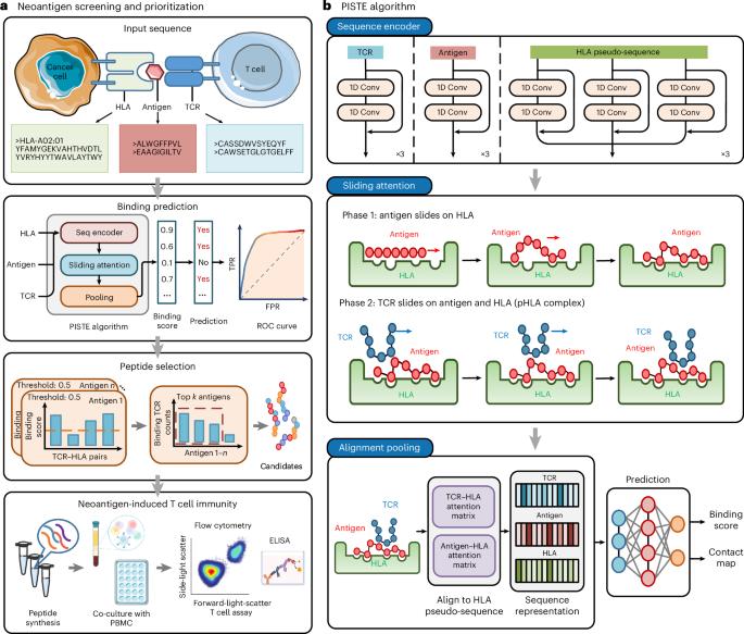 Sliding-attention transformer neural architecture for predicting T cell receptor–antigen–human leucocyte antigen binding