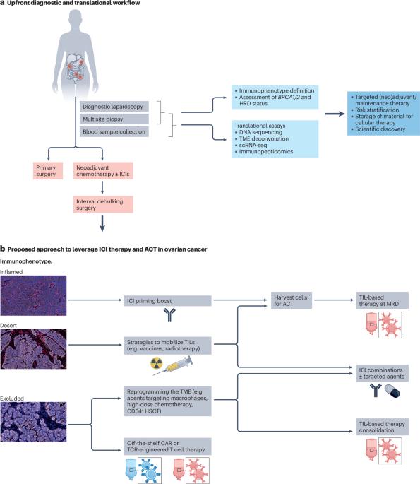 Immunotherapy for ovarian cancer: towards a tailored immunophenotype-based approach