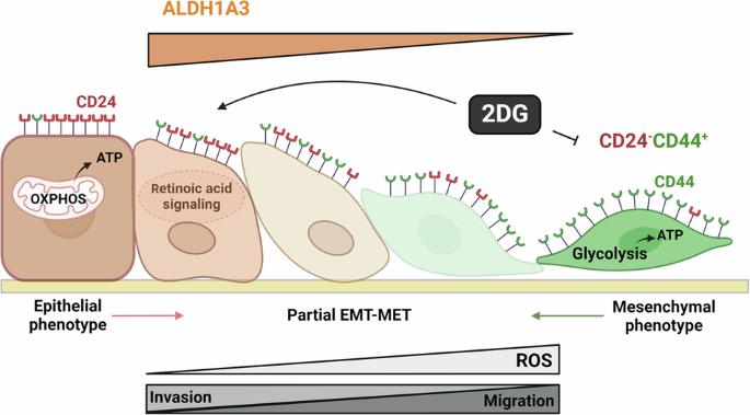 ALDH1A3 is the switch that determines the balance of ALDH+ and CD24−CD44+ cancer stem cells, EMT-MET, and glucose metabolism in breast cancer