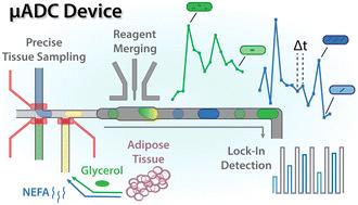 Dynamic sampling from ex vivo adipose tissue using droplet-based microfluidics supports separate mechanisms for glycerol and fatty acid secretion†