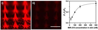 Rapid miRNA detection in skin interstitial fluid using a hydrogel microneedle patch integrated with DNA probes and graphene oxide†