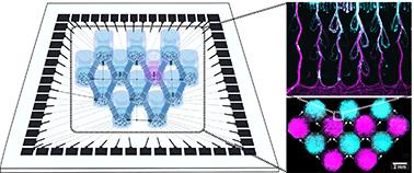 Engineered cortical microcircuits for investigations of neuroplasticity†