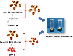 LAPONITE® nano-silicates potentiate the angiogenic effects of FG-4592 and osteogenic effects of BMP-2†