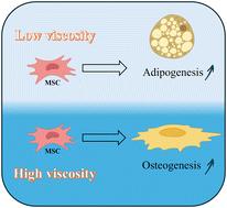 Influence of viscosity on adipogenic and osteogenic differentiation of mesenchymal stem cells during 2D culture†