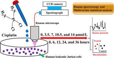 Label-free detection of the cytotoxicity effect of cisplatin in human leukemic cells using Raman spectroscopy in conjunction with multivariate analysis†