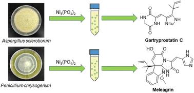 A cheap and straightforward method for the selective isolation of histidine-derived natural products using nickel(ii) phosphate†