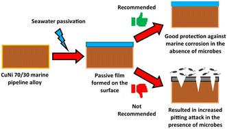 From defence to damage: the impact of seawater passivation on microbially influenced corrosion in CuNi 70/30 alloy†