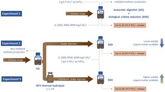 Phosphorus release from sewage sludge and digestate driven by biological sulfate reduction: effect of feed sulfate concentration and thermal hydrolysis†