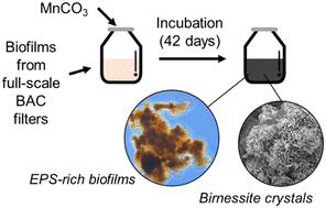 Production of birnessite-type manganese oxides by biofilms from oxygen-supplemented biological activated carbon (BAC) filters†