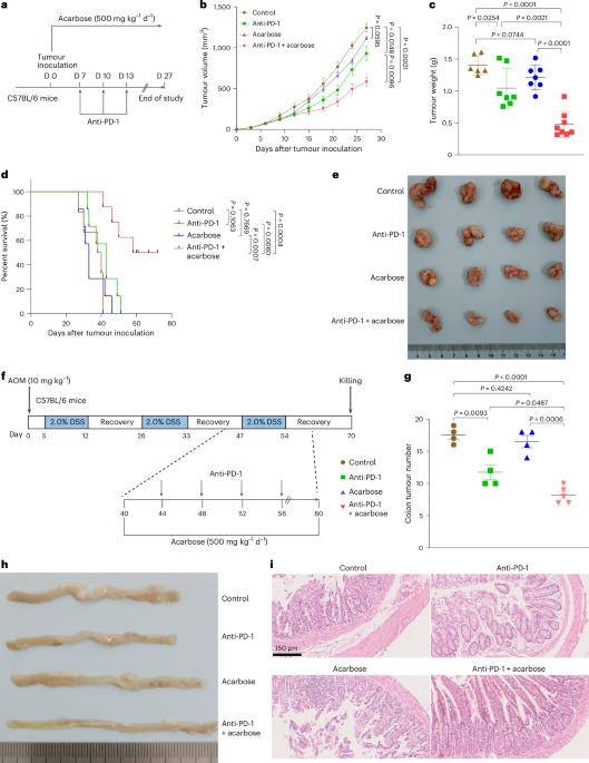 Acarbose enhances the efficacy of immunotherapy against solid tumours by modulating the gut microbiota