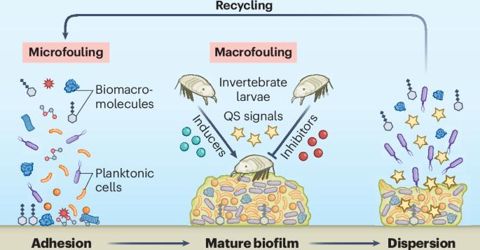 Chemical signaling in biofilm-mediated biofouling