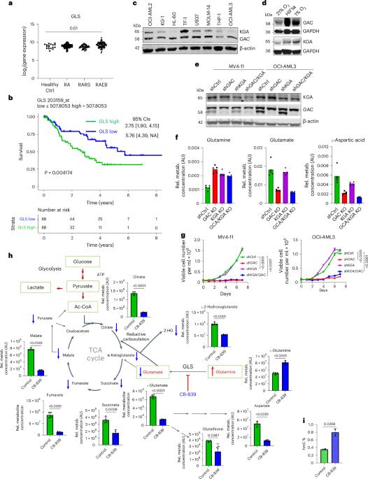 Glutaminase inhibition in combination with azacytidine in myelodysplastic syndromes: a phase 1b/2 clinical trial and correlative analyses