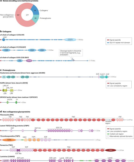 Mechanisms of assembly and remodelling of the extracellular matrix