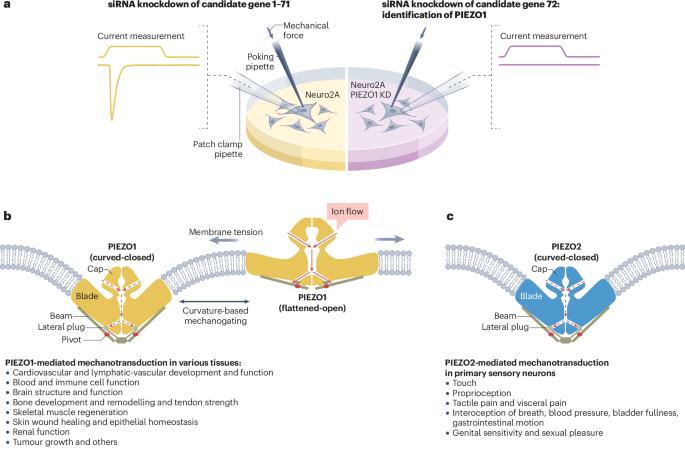 Mechanisms of mechanotransduction and physiological roles of PIEZO channels