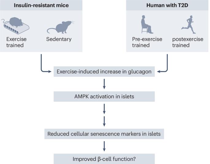 Exercise inhibits cellular senescence in pancreatic islets