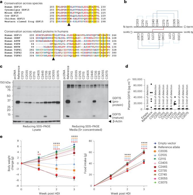 Identification and characterization of human GDF15 knockouts