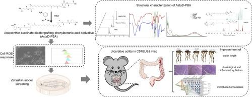 Structural characteristics of phenylboronic acid-modified astaxanthin ester and its effect on DSS-induced ulcerative colitis by blocking reactive oxygen species and maintaining intestinal homeostasis