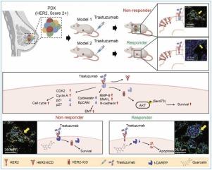 Quercetin inhibits truncated isoform of dopamine- and cAMP-regulated phosphoprotein as adjuvant treatment for trastuzumab therapy resistance in HER2-positive breast cancer