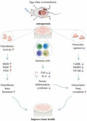 Oral administration of egg white ovotransferrin prevents osteoporosis in ovariectomized rats