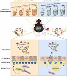 Amelioration of dextran sodium sulphate-induced colitis in mice by treatment with Lactobacillus rhamnosus and Lactobacillus reuteri: intraspecific and interspecific patterns