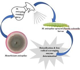 Investigating the enzymatic response of Plutella xylostella L. (Lepidoptera: Plutellidae) to Metarhizium anisopliae (Metschnikoff) Sorokin (Ascomycota: Hypocreales) Infection: A Comprehensive study