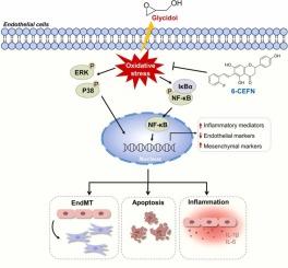 Oxidative stress mediates glycidol-induced endothelial injury and its protection by 6-C-(E-2-fluorostyryl)naringenin