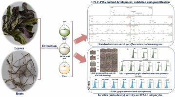 Quality Control Method (UPLC-PDA) of Ajuga parviflora Benth. and Its Antiadipogenic Effect on Differentiated Preadipocytes