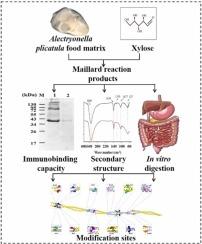 Maillard reaction affecting immunobinding activity and digestibility of tropomyosin in Alectryonella plicatula food matrix