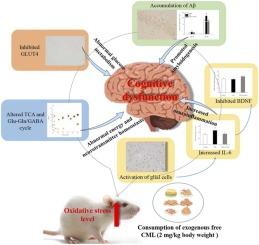 Effect of exogenous free Nε-(carboxymethyl)lysine on diabetes-associated cognitive dysfunction: neuroinflammation, and metabolic disorders