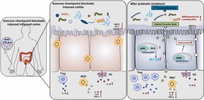 2′-Fucosyllactose alleviate immune checkpoint blockade-associated colitis by reshaping gut microbiota and activating AHR pathway